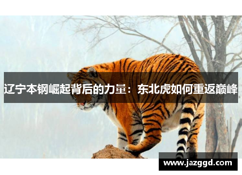 辽宁本钢崛起背后的力量:东北虎如何重返巅峰 辽宁本钢崛起背后的力量:东北虎如何重返巅峰